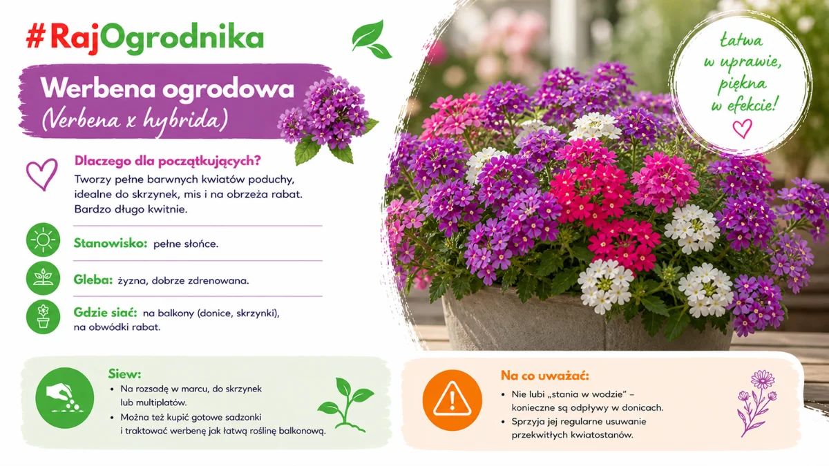 Nasiona kwiatów jednorocznych prostych w uprawie Werbena ogrodowa blog sklep rajogrodnika
